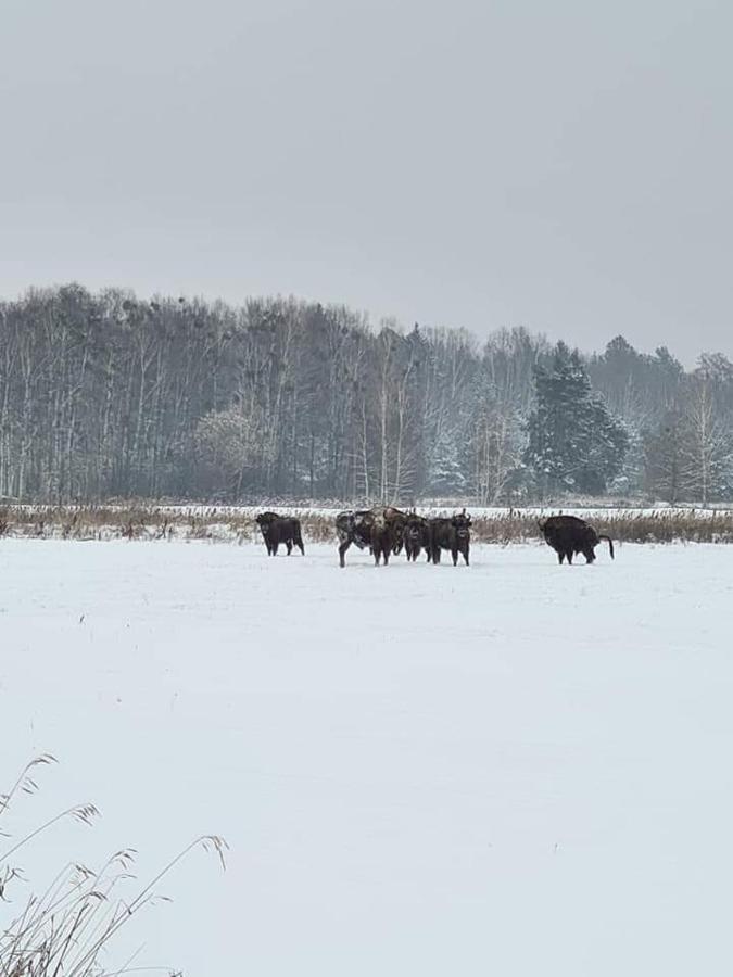 Willa Agroturystyka Ruta nad zalewem Siemianówka Luka Zewnętrze zdjęcie